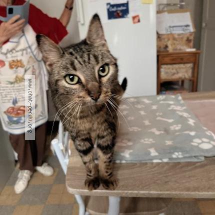 Photo 1/1 Found cat Found in Salbris