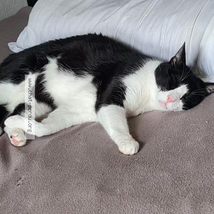 Photo 1/2 Sacha Chat lost in Antibes