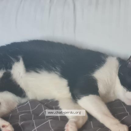 Photo 2/2 Sacha Chat lost in Antibes