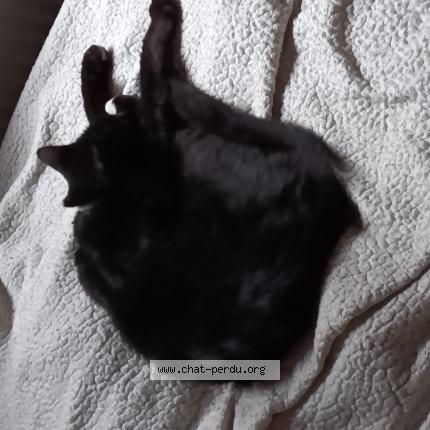 Foto 1/1 Kat teruggevonden Vermist in Huy