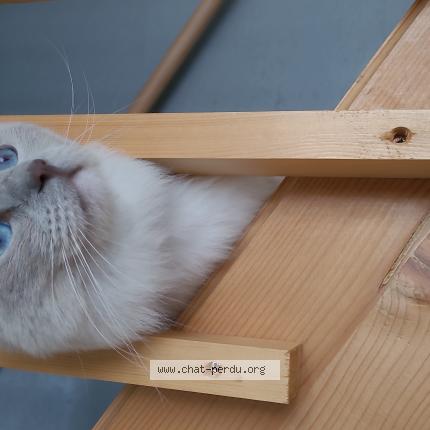 Photo 1/1 Mila Chat lost in Sainte bazeille