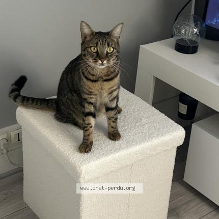 Photo 1/1 Tifi Chat lost in La chapelle iger