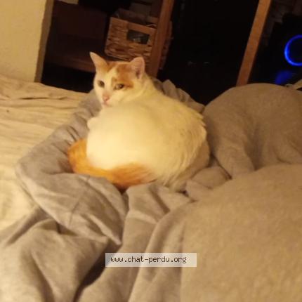 Photo 1/1 Tazar Chat lost in Lyon