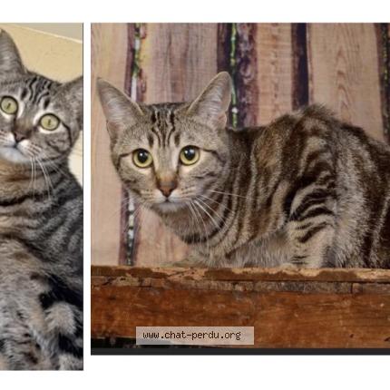 Photo 1/1 Nala Chat lost in Ste genevieve des bois