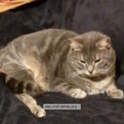 Photo 1/1 Pucca Chat lost in Elbeuf