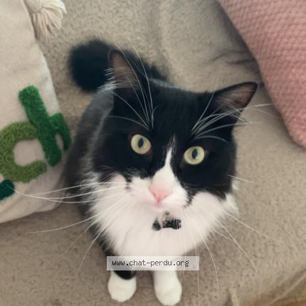 Photo 1/1 Teeny Chat lost in Merignac