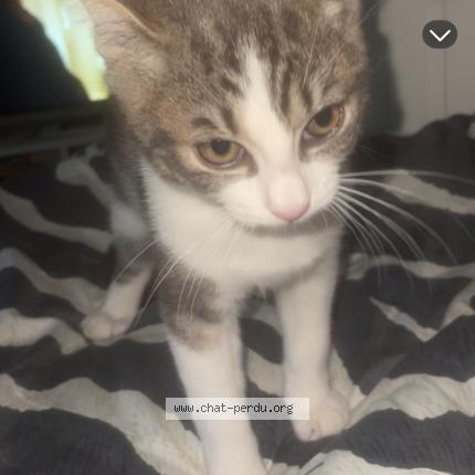 Photo 1/1 Dobby Chat lost in Orsay