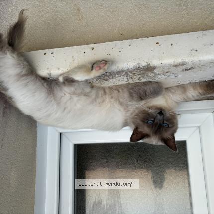 Photo 1/1 Elodie Proust Chat lost in Dissay