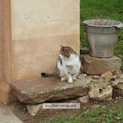 Photo 1/1 Found cat Found in Lyoffans