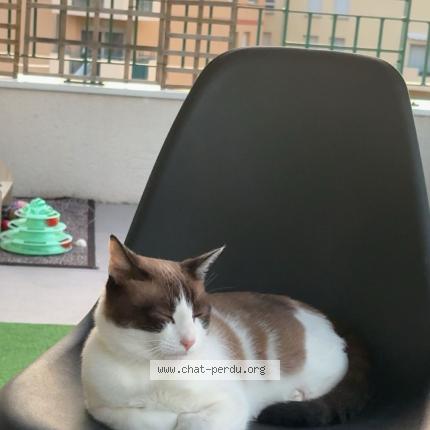 Photo 1/1 Nardo Chat lost in Montauban