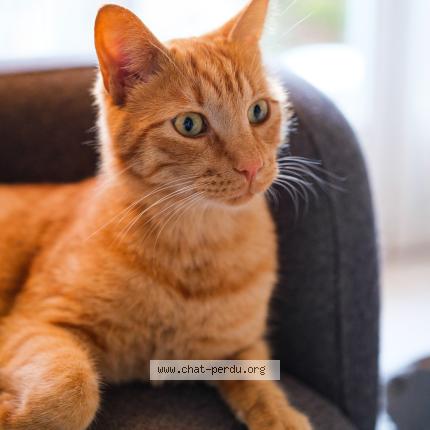 Photo 1/1 stéphanie Giraud Chat lost in Marseille