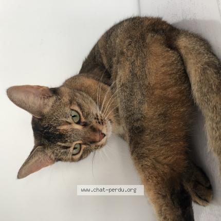 Photo 1/1 Maoki Chat lost in Montpellier