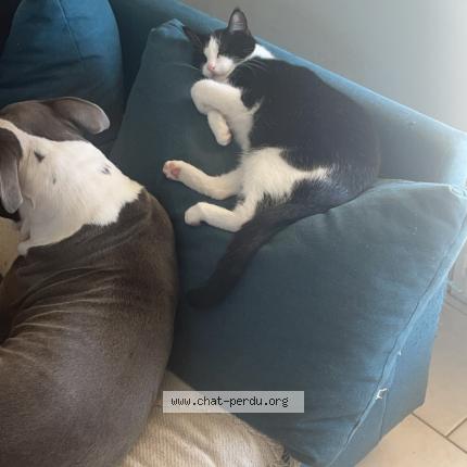 Photo 1/1 Pitchoune Chat lost in Le breil sur merize