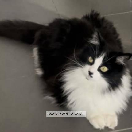 Photo 1/1 Bagheera Chat lost in Balma