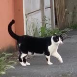 Picture of cat lost at Massy