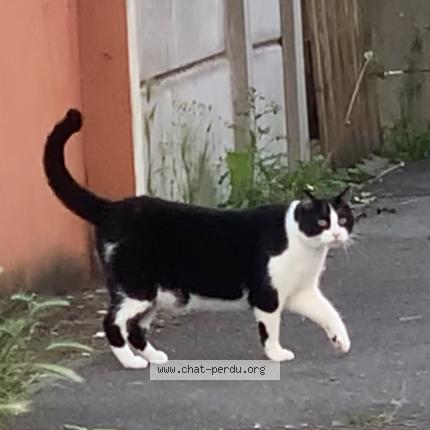 Photo 1/1 Felix Chat lost in Massy