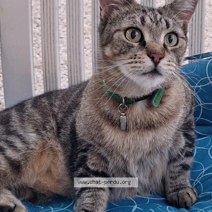 Photo 1/1 ÉPICÉA Chat lost in Trilport