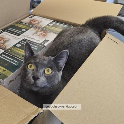 Photo 1/1 Charly Chat lost in Noisy le grand