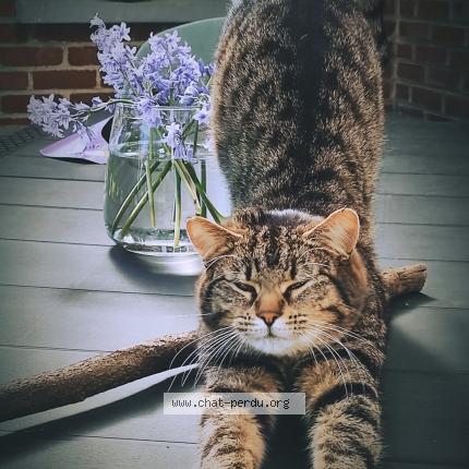 Photo 1/1 Simba Chat lost in Cambrai