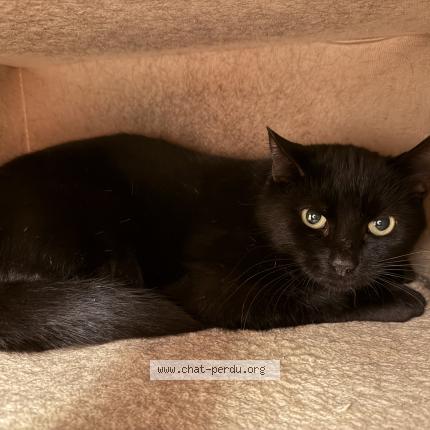 Photo 1/1 Found cat Found in Ozoir la ferriere