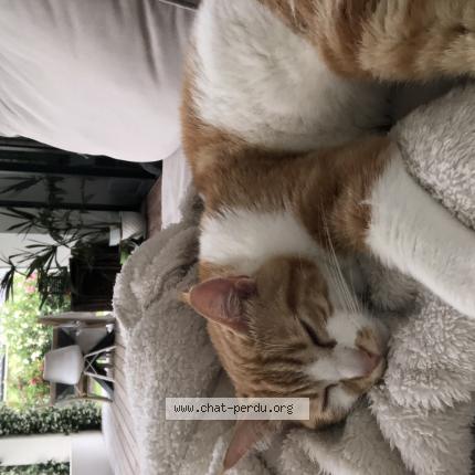 Photo 1/1 Nino Chat lost in Blanquefort