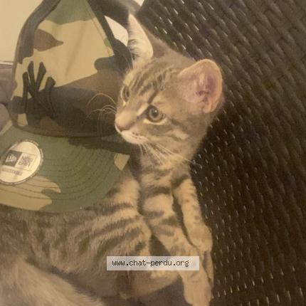 Photo 1/1 FouFou Chat lost in Pierrefitte sur seine