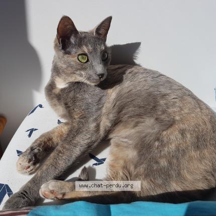 Photo 1/1 perle Chat lost in Saint symphorien d ozon