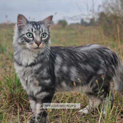 Photo 1/1 Tanjiro Chat lost in Lattes