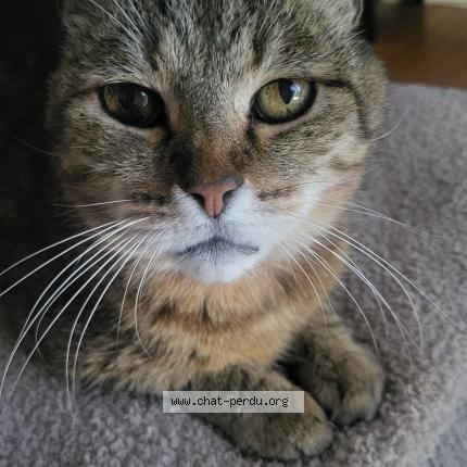 Photo 1/1 Toshii Chat lost in Lorient