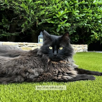 Photo 1/1 Rio Chat lost in Saint cyr sur mer