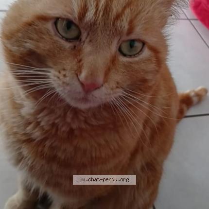 Photo 1/1 Memew Chat lost in Villeurbanne