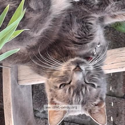 Foto van vermiste kat in Dinant