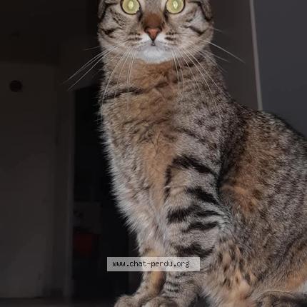 Photo 1/1 Poulette Chat lost in Carling