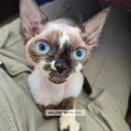 Photo 1/1 Elfi Chat lost in Paris