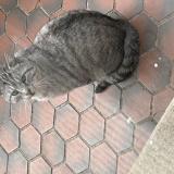 Picture of cat found at Roubaix