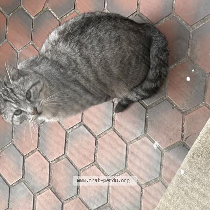 Photo 1/1 Found cat Found in Roubaix