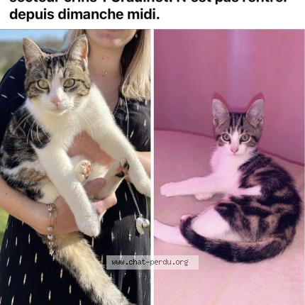 Photo 1/1 Poncho Chat lost in Graulhet