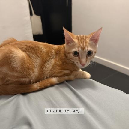 Photo 1/1 Ares Chat lost in Menton