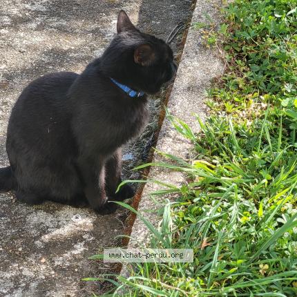 Photo 1/1 Venti Chat lost in Montreuil bellay