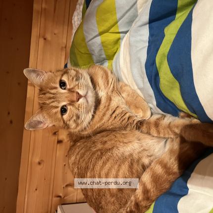 Photo 1/1 Cookie Chat lost in Montmorot