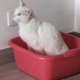 Picture of cat found at Las Palmas De Gran Canaria