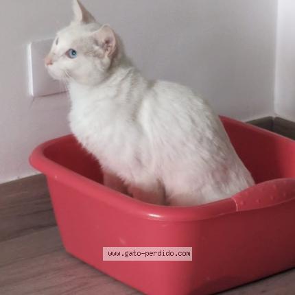 Photo 1/1 Found cat Found in Las palmas de gran canaria