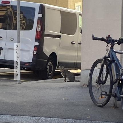 Photo 1/1 Found cat Found in Lausanne