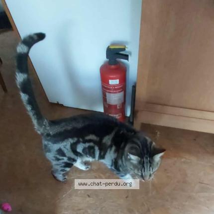 Photo 1/1 Spartacus Chat lost in Baulers nivelles