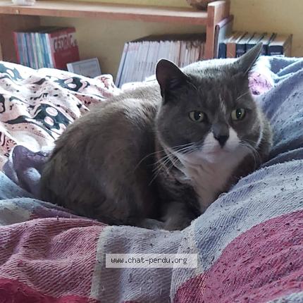 Foto van vermiste kat in Baulers Nivelles