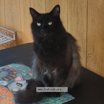 Photo 1/1 Reunited cat Lost in Clyde