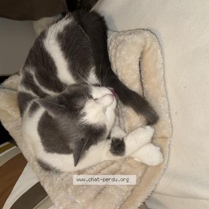 Foto van vermiste kat in Braine L Alleud