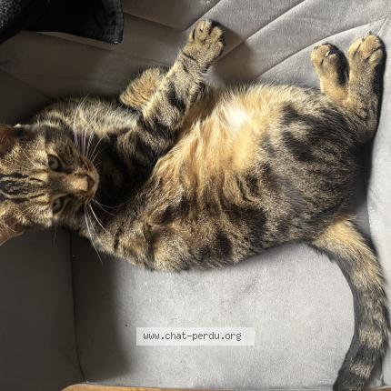 Photo 1/1 Malongo Chat lost in Le havre