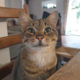 Picture of cat lost at Donzac