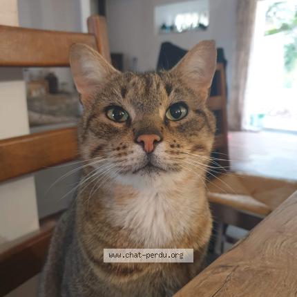 Photo 1/1 Lucky Chat lost in Donzac